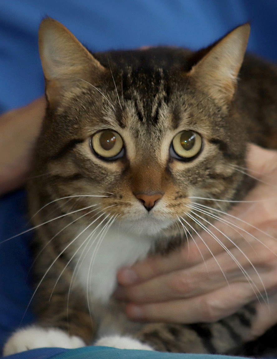 adoptable Cat in North Fort Myers, FL named Emma