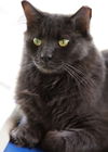 adoptable Cat in Fort Myers, FL named Stitch