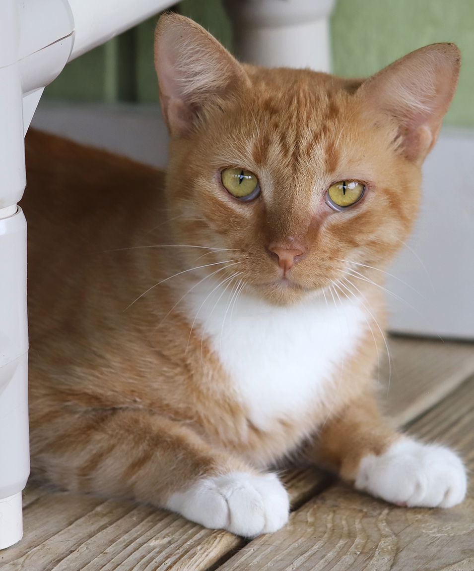 adoptable Cat in North Fort Myers, FL named Chirpa