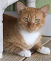 adoptable Cat in Fort Myers, FL named Chirpa