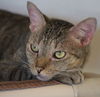 adoptable Cat in North Fort Myers, FL named Lil Boy