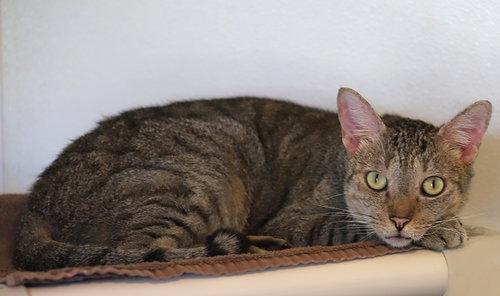 LIL BOY - Domestic Short Hair available for adoption