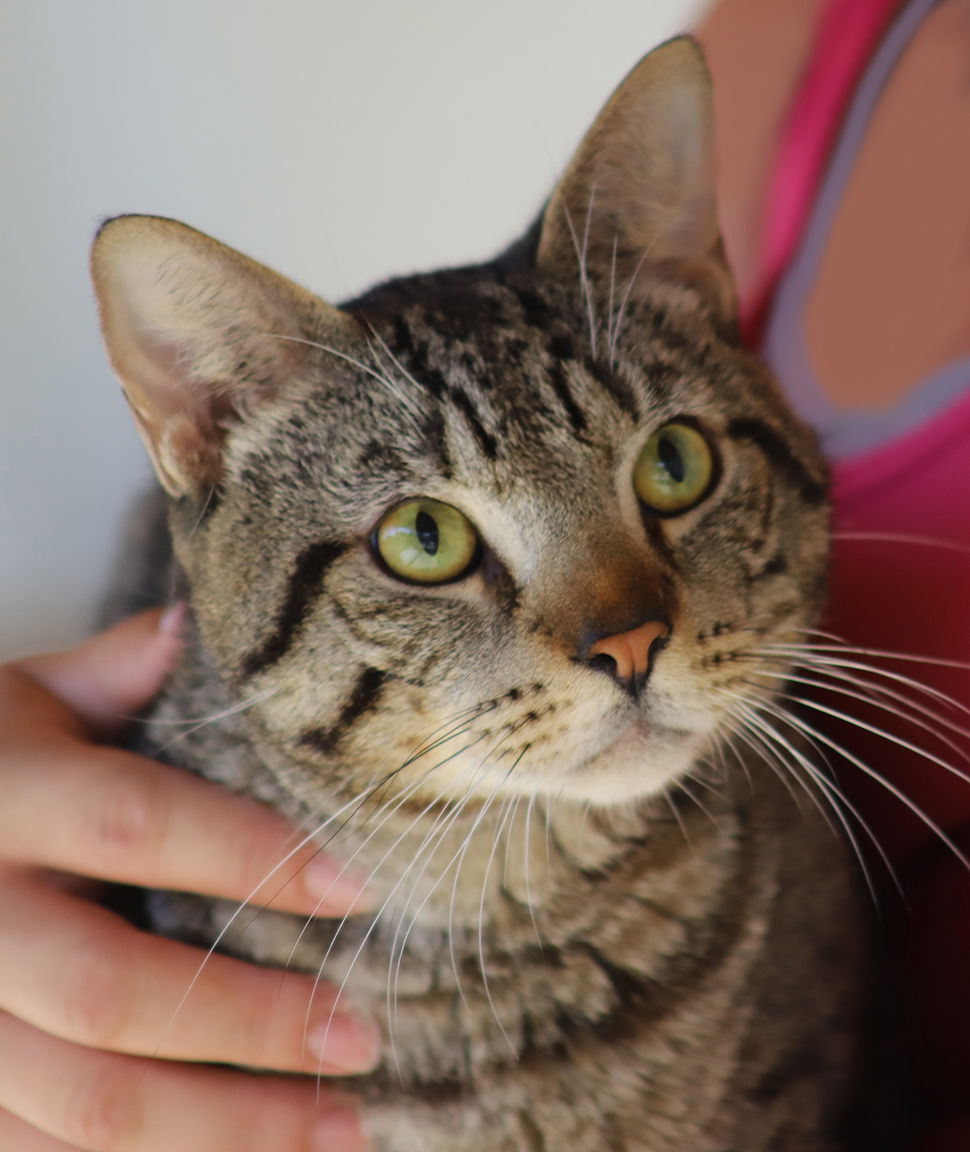 adoptable Cat in North Fort Myers, FL named Hank