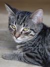 adoptable Cat in Fort Myers, FL named Starburst