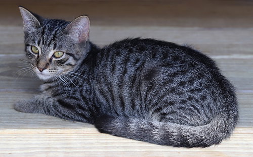 STARBURST - Domestic Short Hair available for adoption