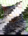 adoptable Cat in North Fort Myers, FL named Starburst