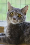 adoptable Cat in North Fort Myers, FL named Skittles