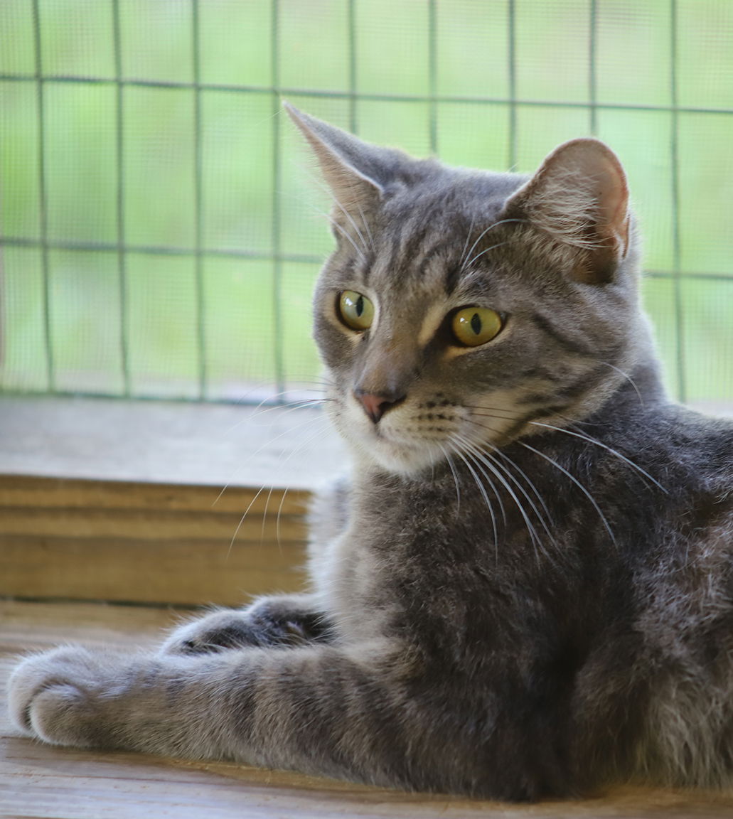 adoptable Cat in North Fort Myers, FL named Skittles