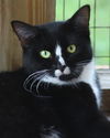 adoptable Cat in fort myers, FL named Alma