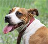 adoptable Dog in , FL named Bianca