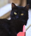 adoptable Cat in North Fort Myers, FL named Lollipop - CSC