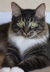 adoptable Cat in Fort Myers, FL named Jack