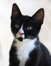 adoptable Cat in Fort Myers, FL named Lemar