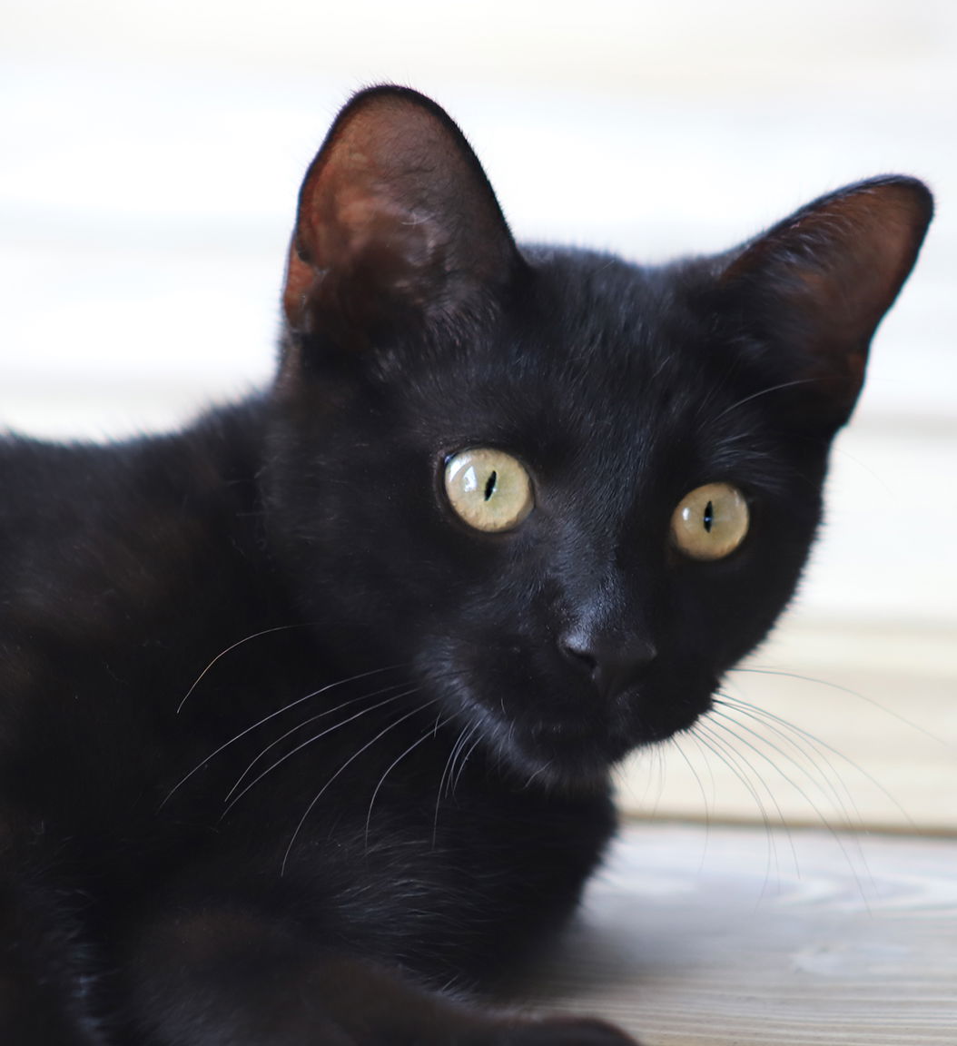 adoptable Cat in North Fort Myers, FL named Tiny