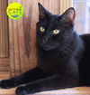 adoptable Cat in North Fort Myers, FL named Cary - CSC