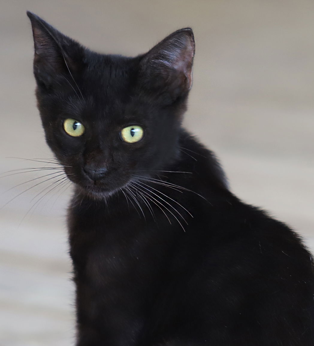 adoptable Cat in North Fort Myers, FL named Cary