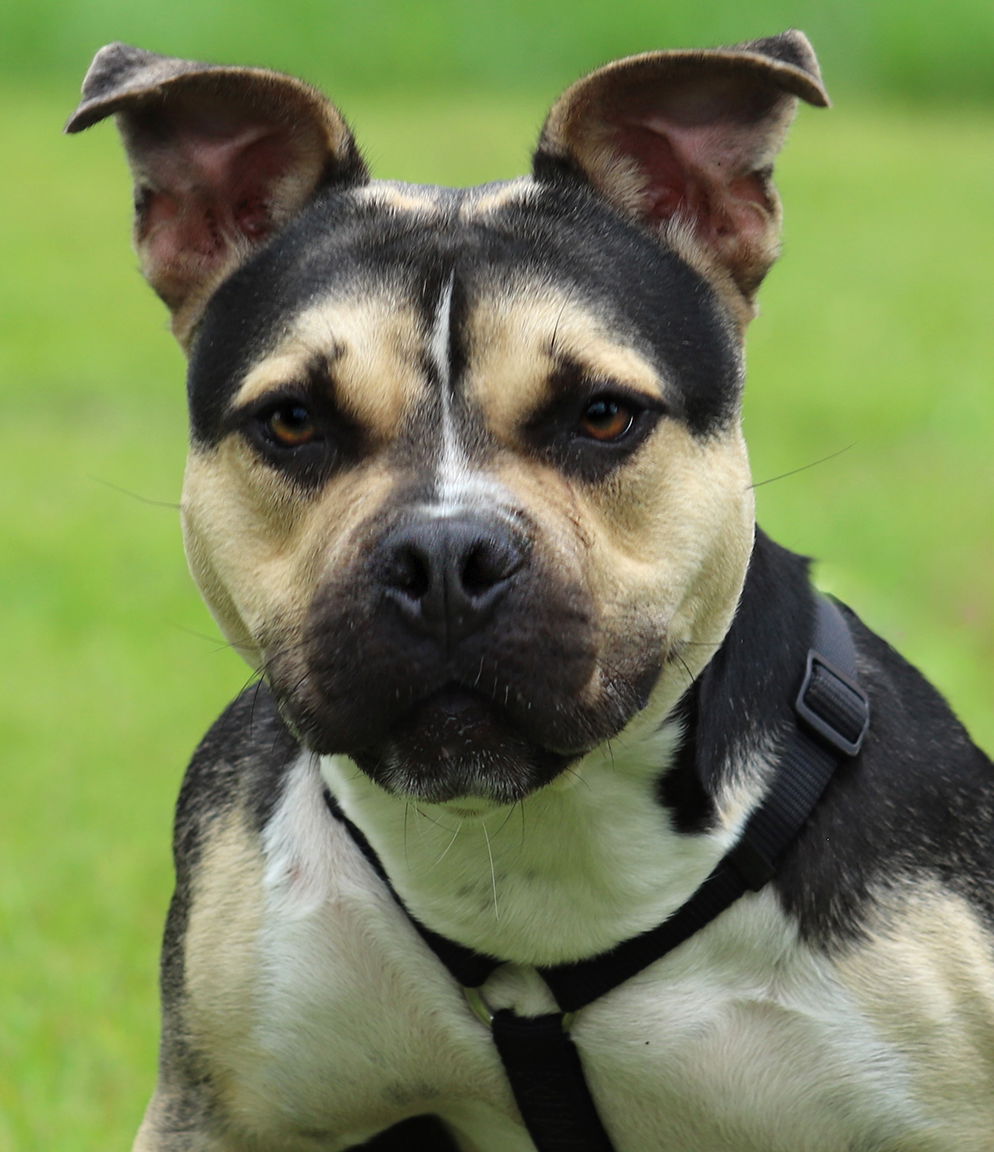 adoptable Dog in North Fort Myers, FL named Heathbar