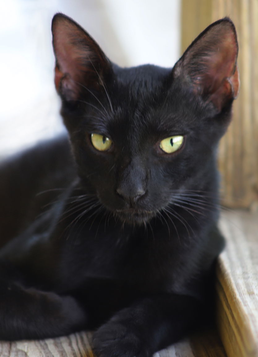 adoptable Cat in North Fort Myers, FL named Spencer