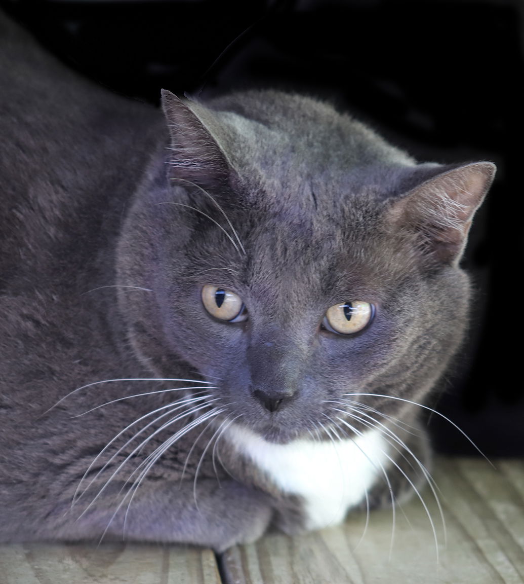 adoptable Cat in North Fort Myers, FL named Yoshi