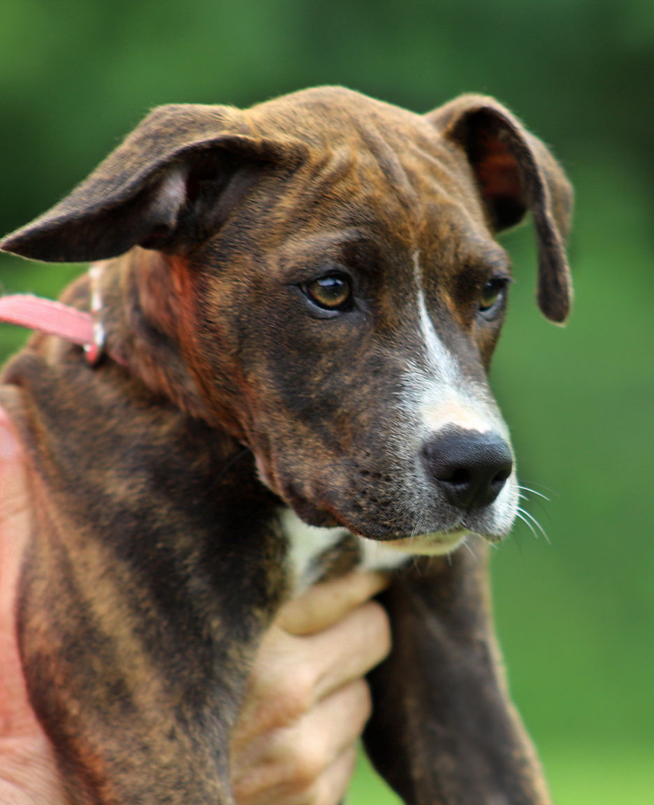 adoptable Dog in North Fort Myers, FL named Gemini