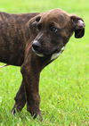 adoptable Dog in North Fort Myers, FL named Scorpio