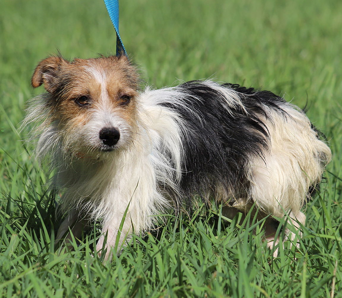 adoptable Dog in North Fort Myers, FL named Freedom - Fostered