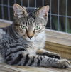 adoptable Cat in North Fort Myers, FL named Tesla