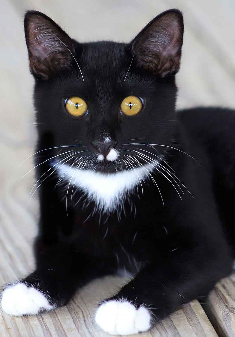 adoptable Cat in North Fort Myers, FL named Dinky - Special Needs Kitten