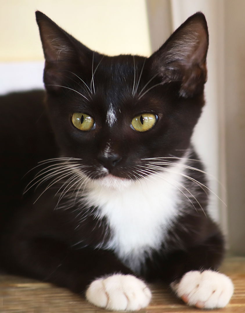 adoptable Cat in North Fort Myers, FL named Hedy