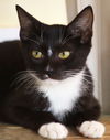 adoptable Cat in Fort Myers, FL named Hedy