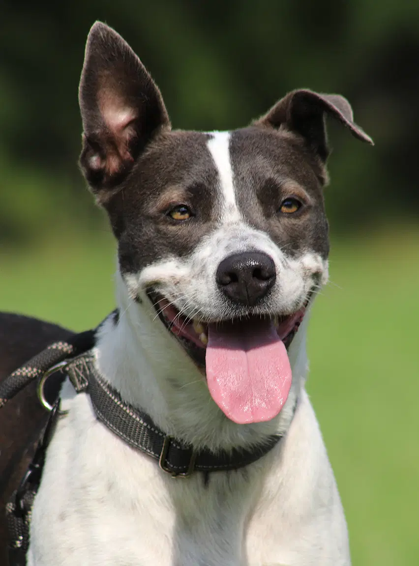 Capri - Pit Bull Terrier