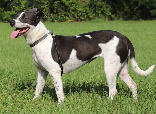 CAPRI - American Staffordshire Terrier available for adoption