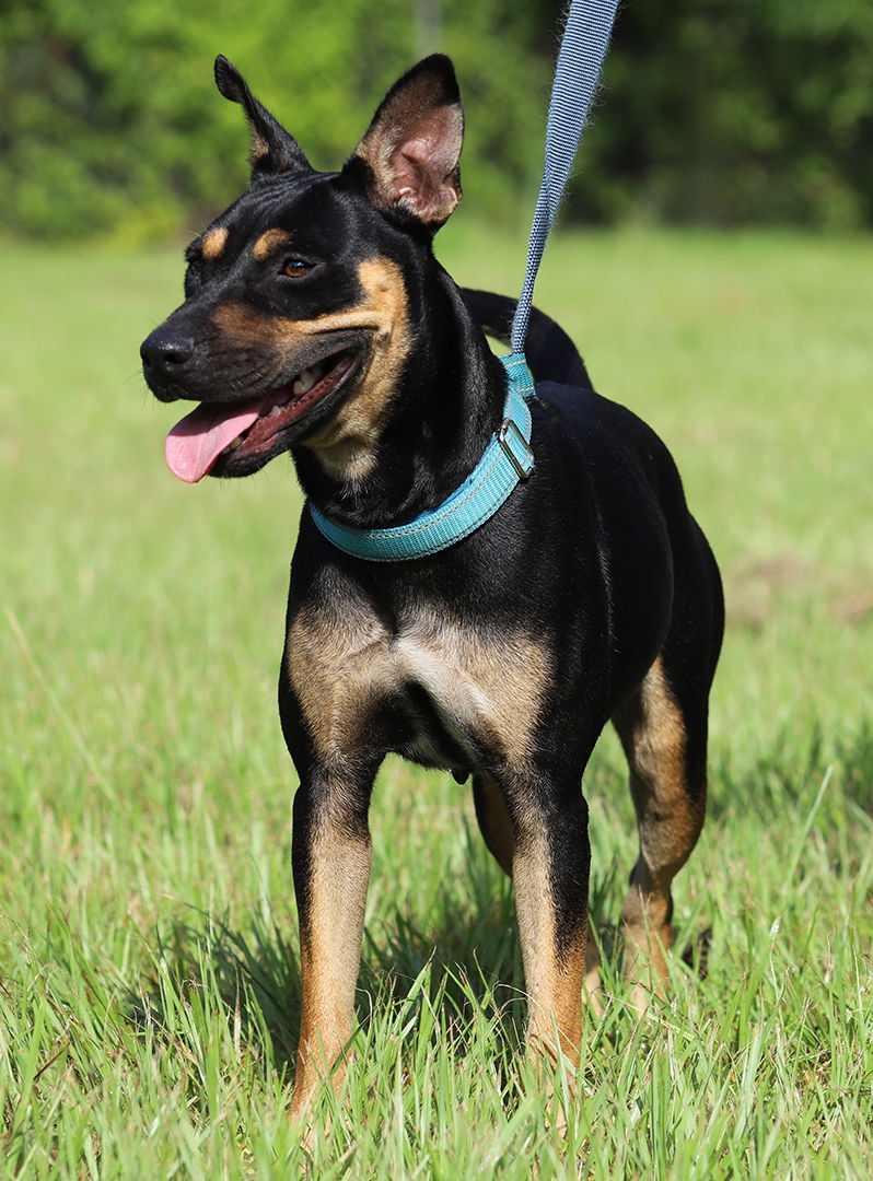 adoptable Dog in North Fort Myers, FL named Tuesday