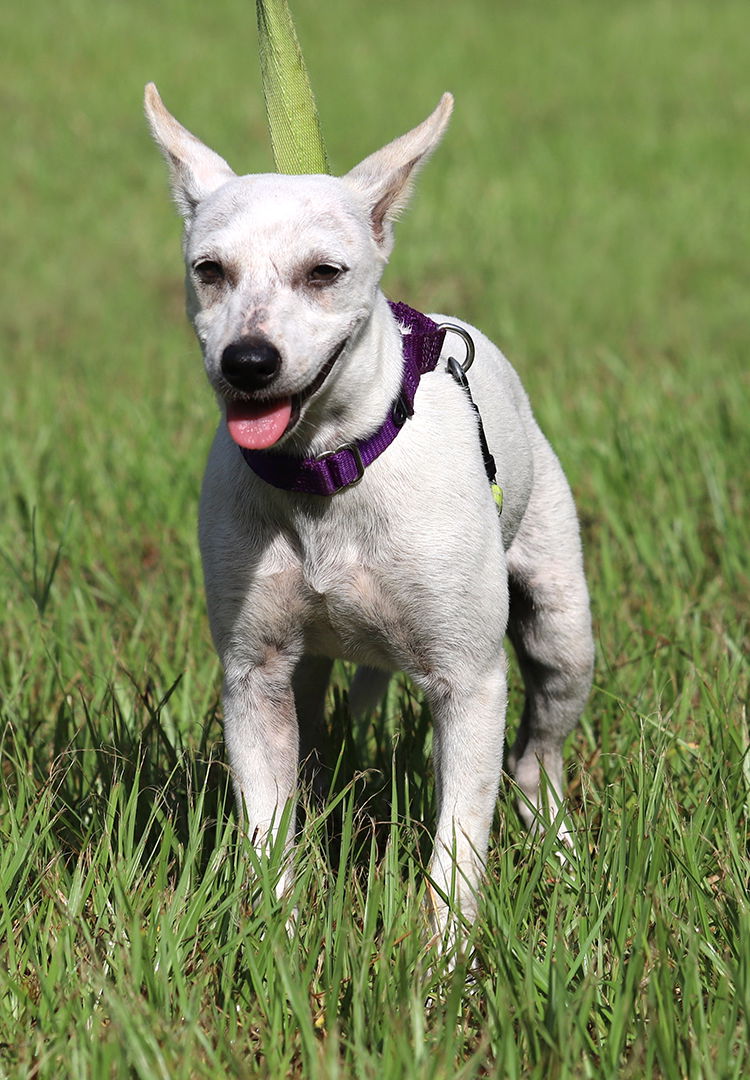 adoptable Dog in North Fort Myers, FL named Friday