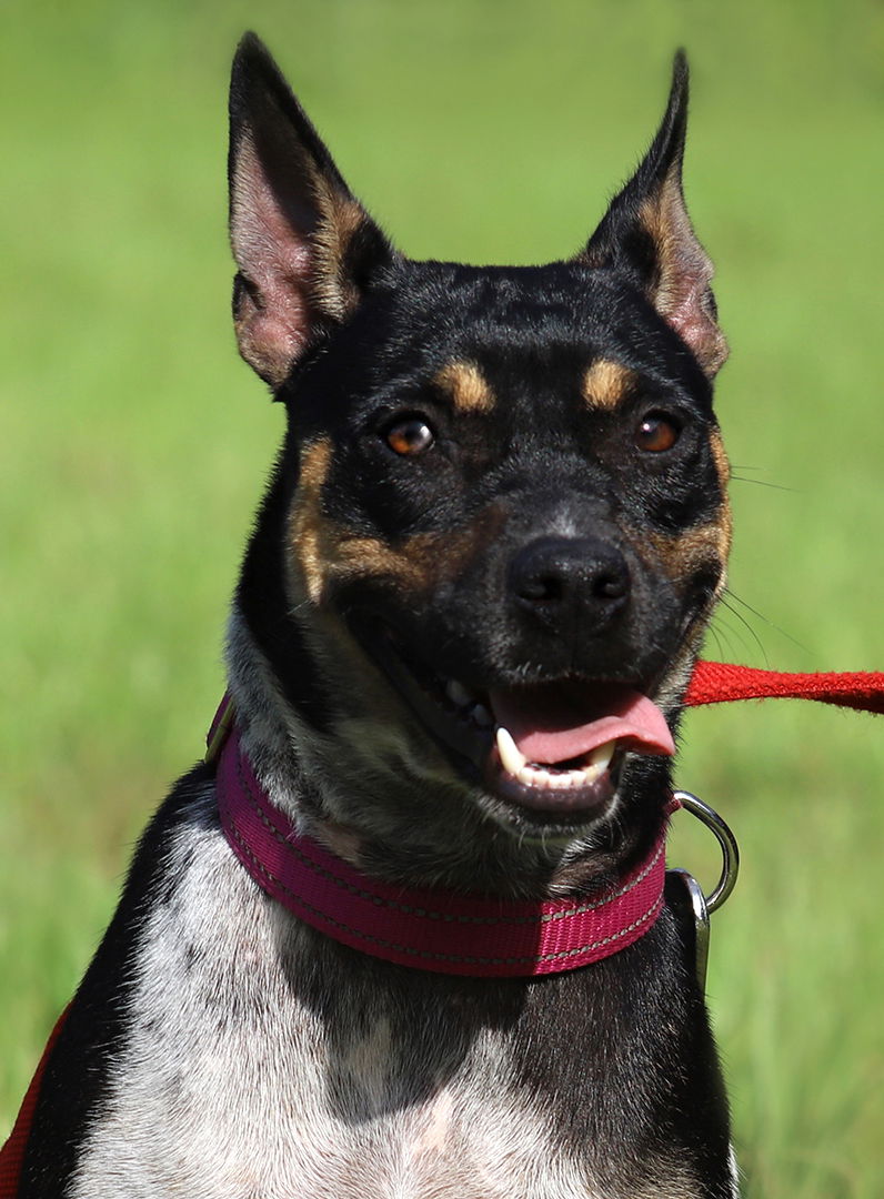 adoptable Dog in North Fort Myers, FL named Sunday