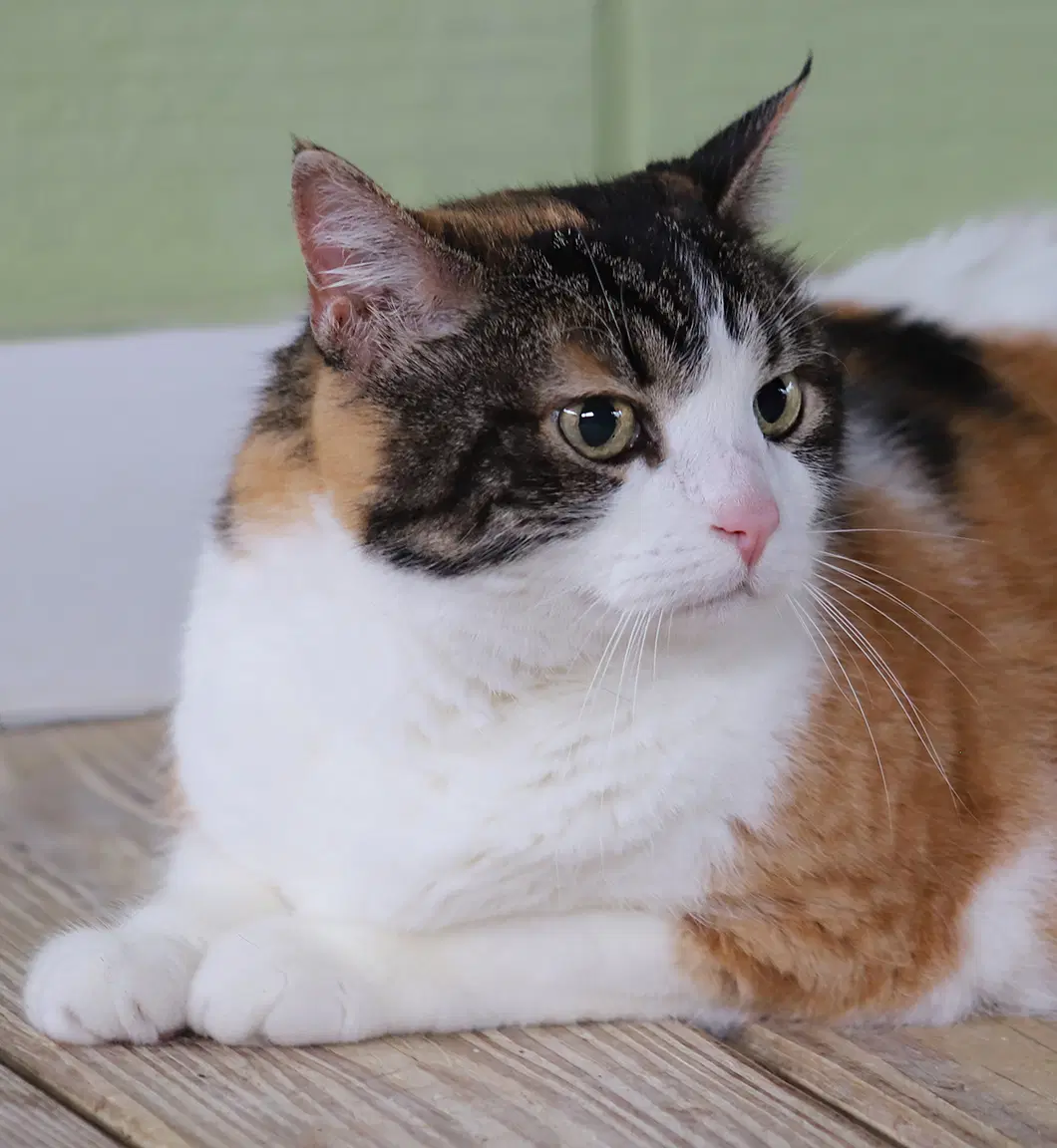 Bella - Fostered - Domestic Short Hair