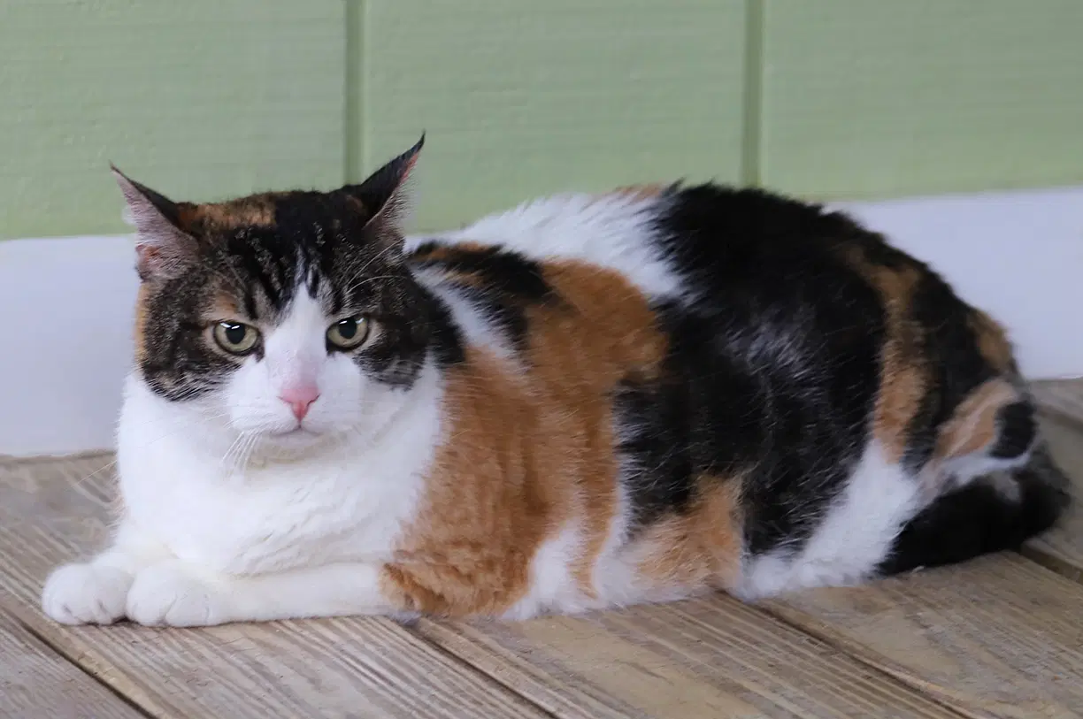 Bella - Fostered image 2