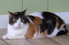 Bella - Fostered - Photo 2