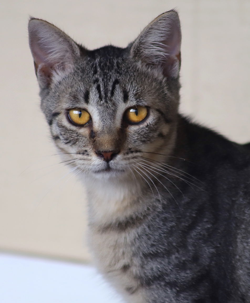 adoptable Cat in North Fort Myers, FL named Doris