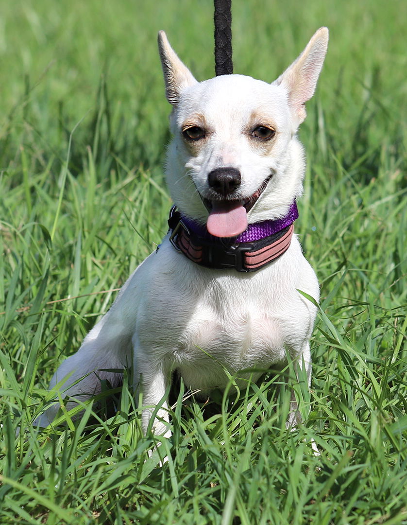 adoptable Dog in North Fort Myers, FL named Pearl