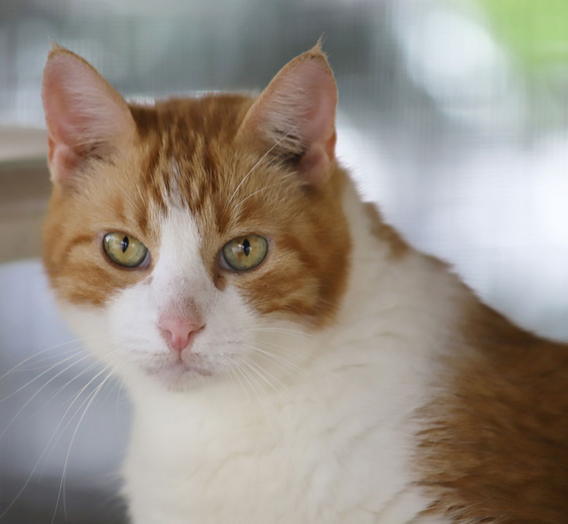 adoptable Cat in North Fort Myers, FL named Mojo