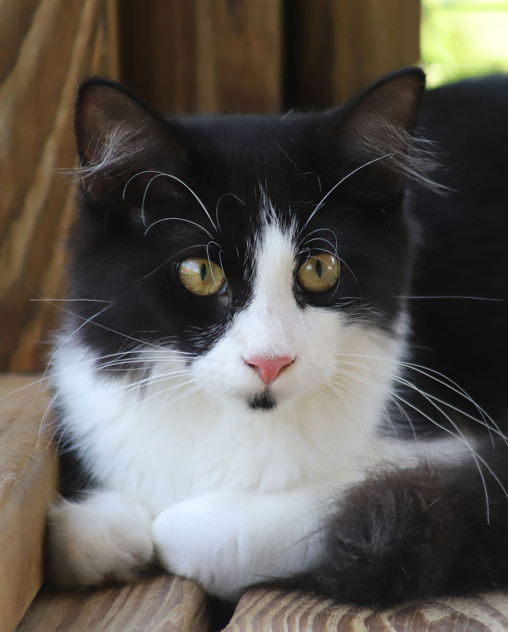 adoptable Cat in North Fort Myers, FL named Nano