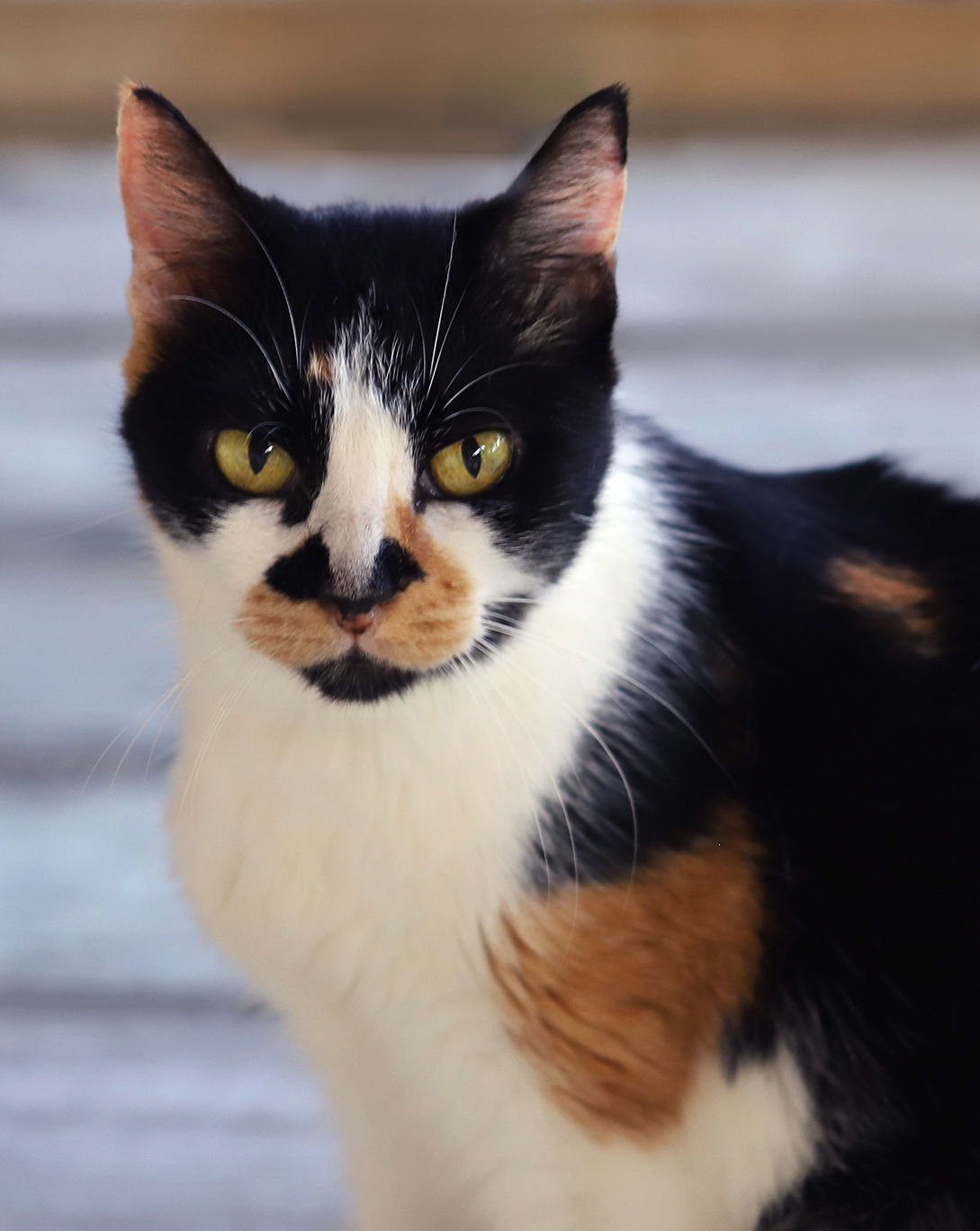 adoptable Cat in North Fort Myers, FL named Meishka -Special Needs Kitty