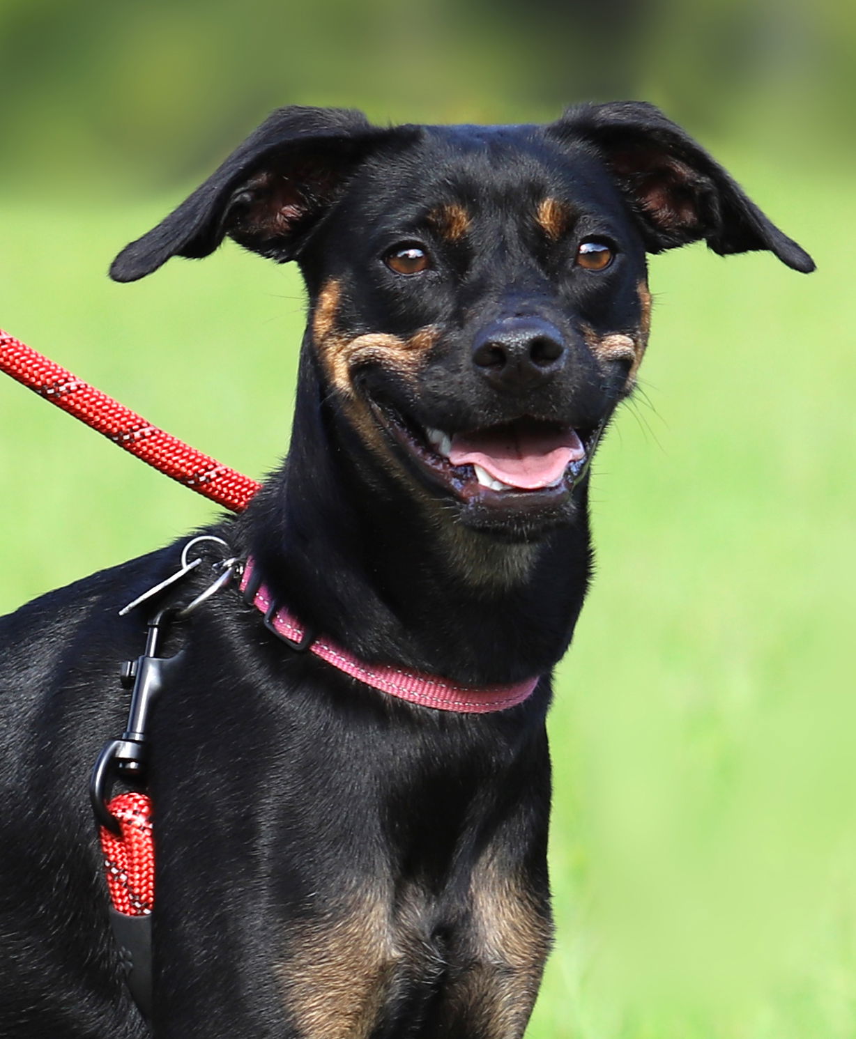 adoptable Dog in North Fort Myers, FL named Saint