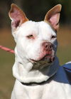 adoptable Dog in North Fort Myers, FL named Pretty Lady