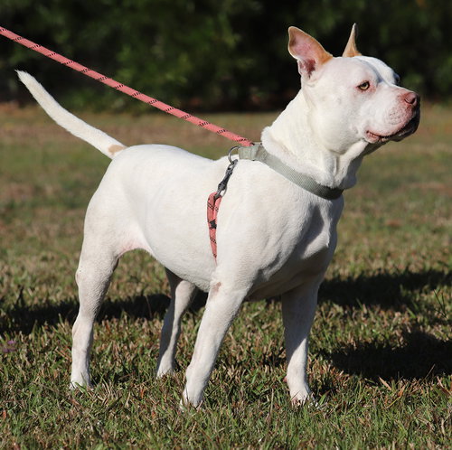PRETTY LADY - Terrier available for adoption