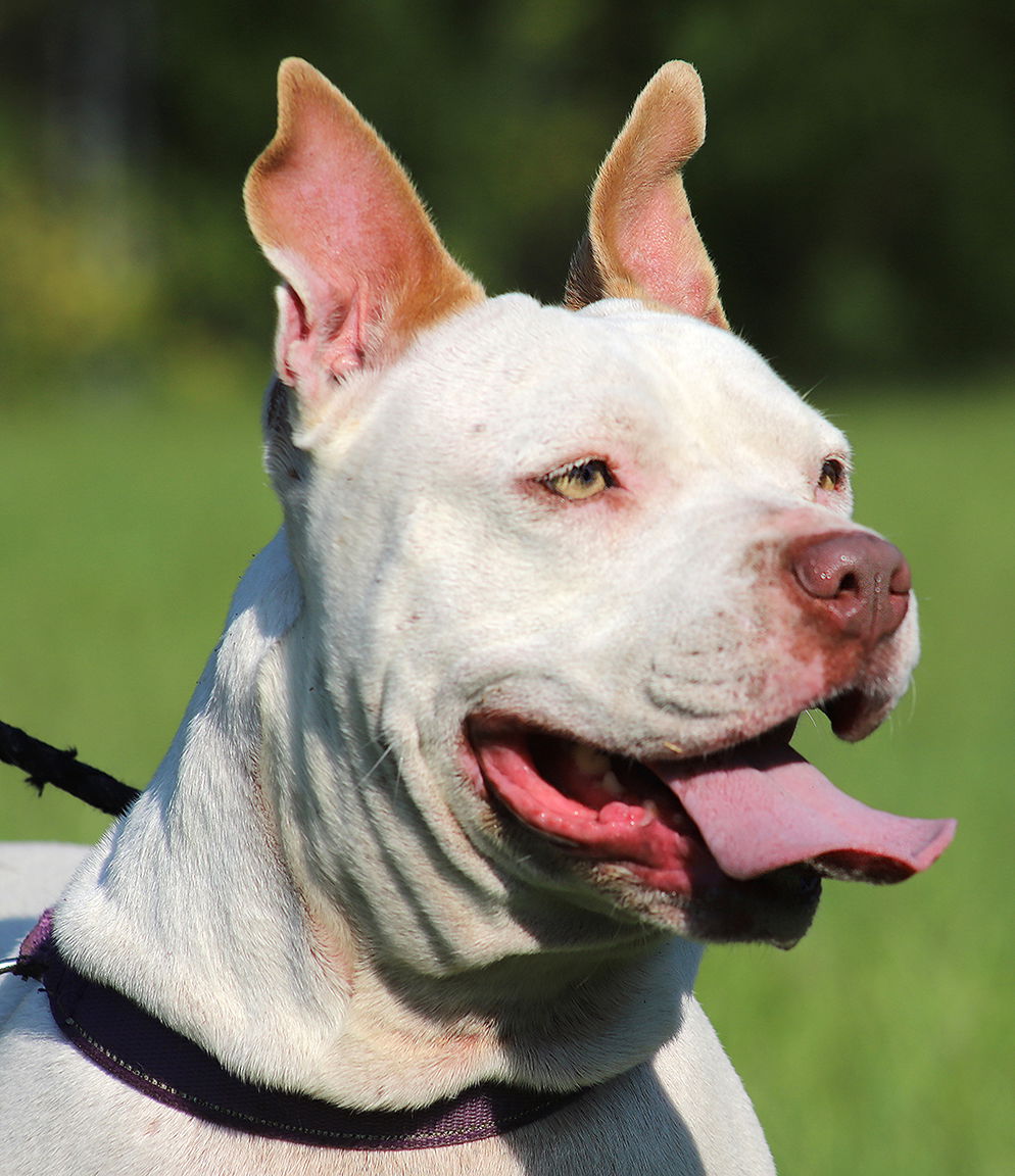 adoptable Dog in North Fort Myers, FL named Pretty Lady