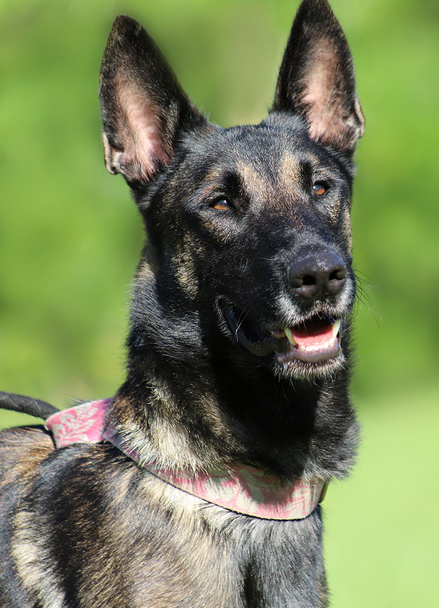 adoptable Dog in North Fort Myers, FL named Trooper