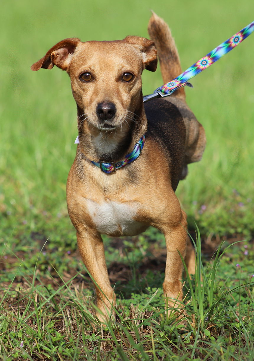 adoptable Dog in North Fort Myers, FL named Dell