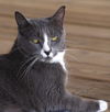 adoptable Cat in North Fort Myers, FL named Dancer